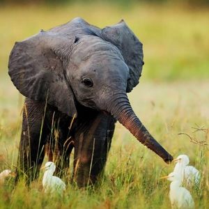 Meet your Posher, Simone